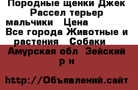 Породные щенки Джек Рассел терьер-мальчики › Цена ­ 40 000 - Все города Животные и растения » Собаки   . Амурская обл.,Зейский р-н